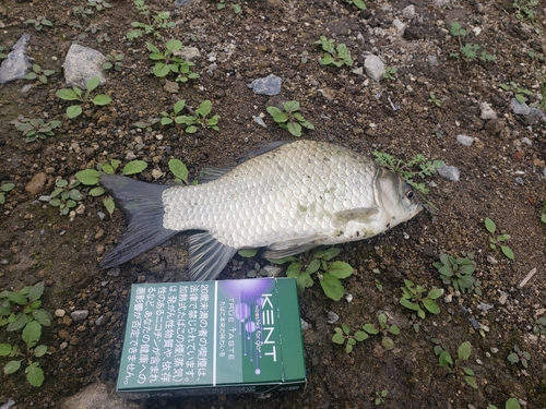 ヘラブナの釣果