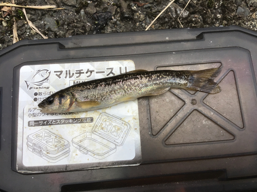 タカハヤの釣果