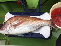 マダイの釣果