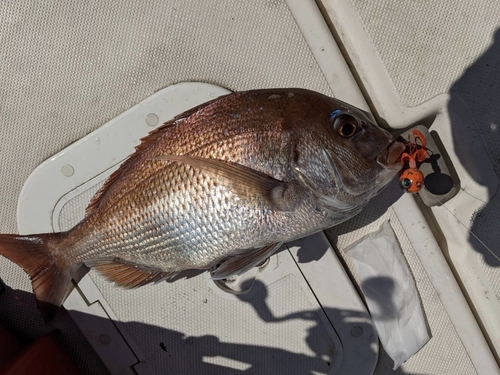 タイの釣果