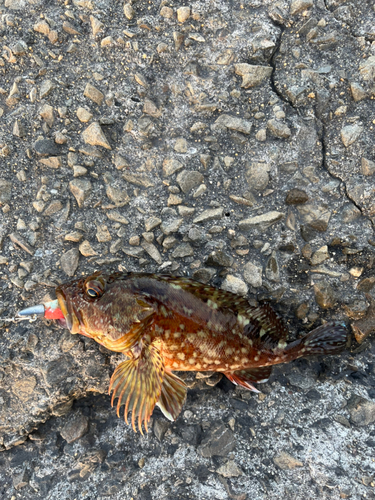 アラカブの釣果