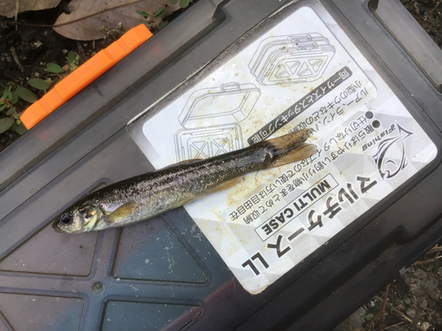 タカハヤの釣果