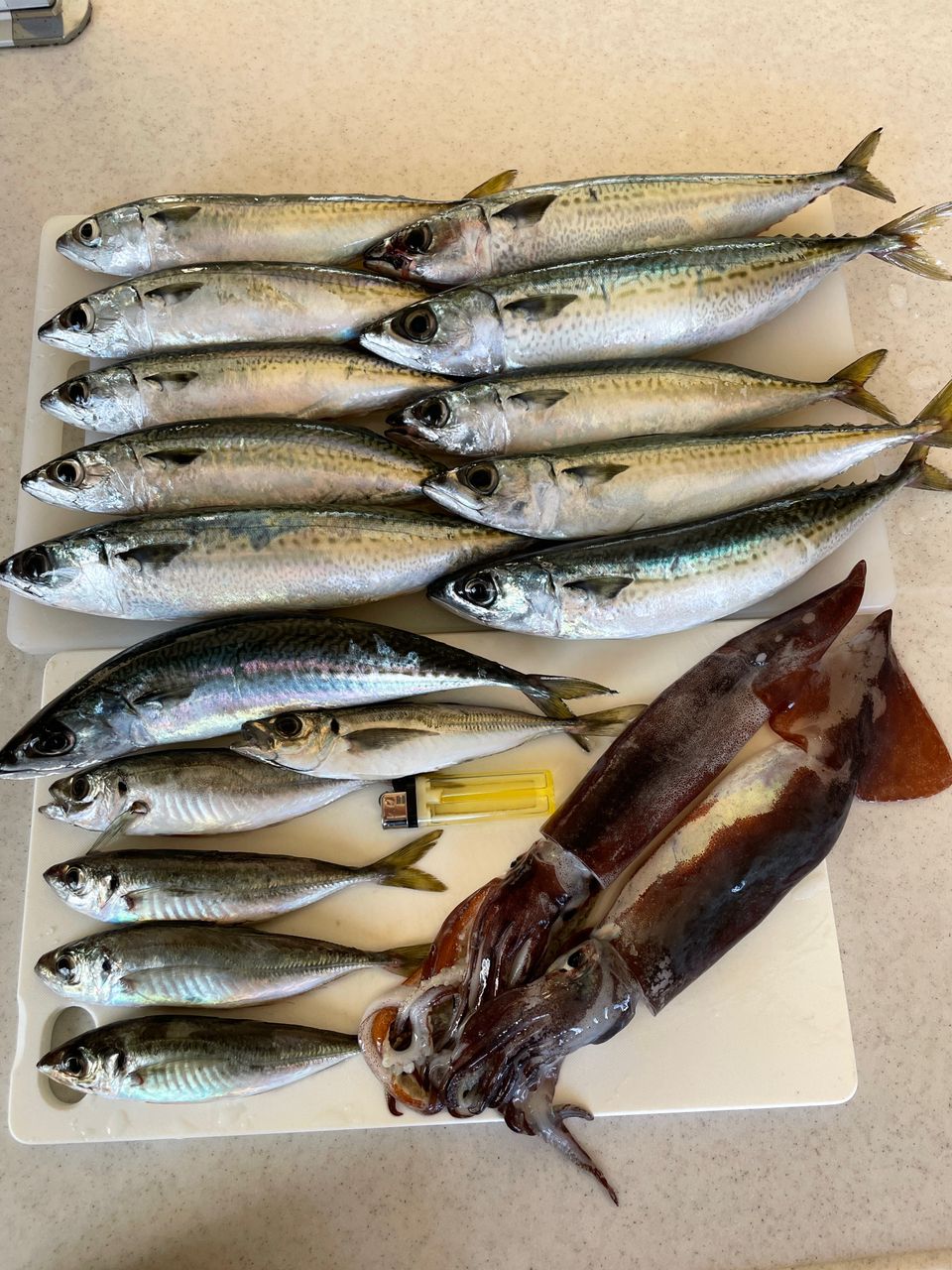 ちんちくりん釣り人さんの釣果 2枚目の画像