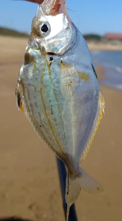 ヒイラギの釣果