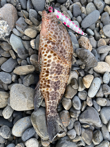 オオモンハタの釣果