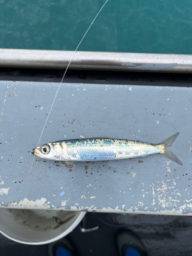 イワシの釣果