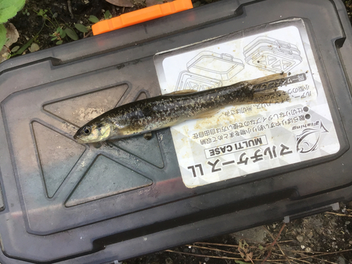 タカハヤの釣果