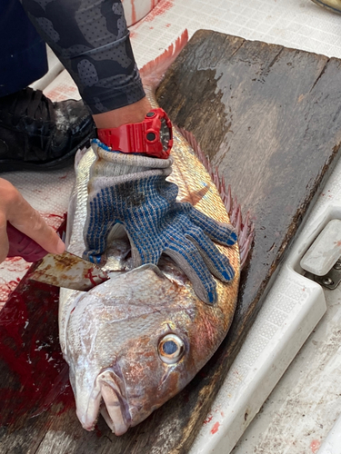 マダイの釣果