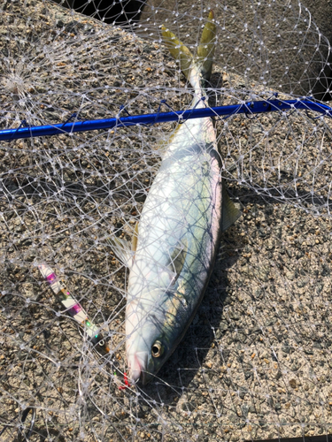 ハマチの釣果