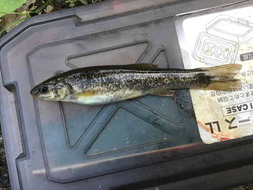 タカハヤの釣果