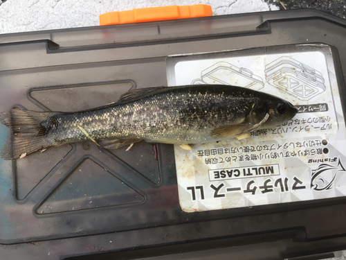 タカハヤの釣果