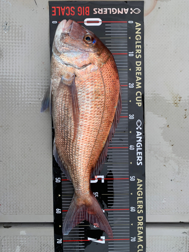 マダイの釣果