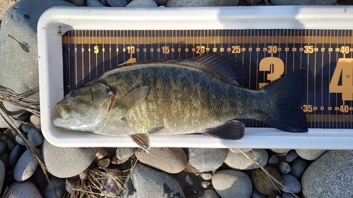 スモールマウスバスの釣果