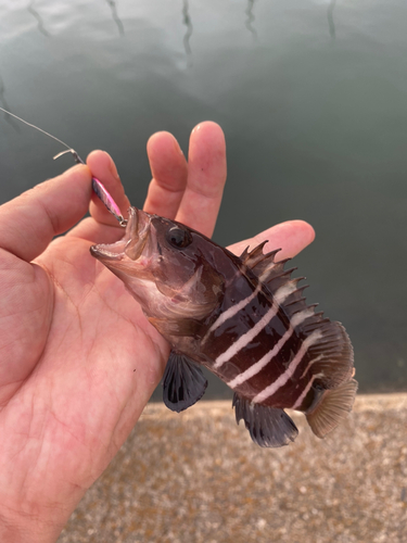 マハタの釣果