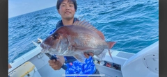 マダイの釣果