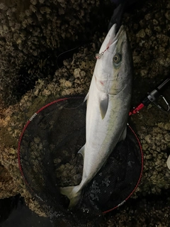 ハマチの釣果