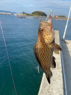 オオモンハタの釣果