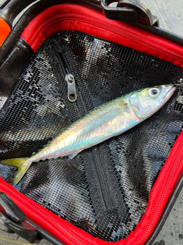 サバの釣果