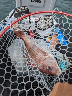 タイの釣果