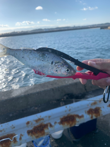 コノシロの釣果