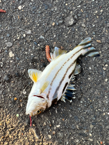 コトヒキの釣果