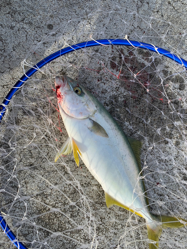 ワカシの釣果