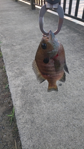 ブルーギルの釣果