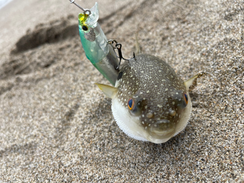 フグの釣果