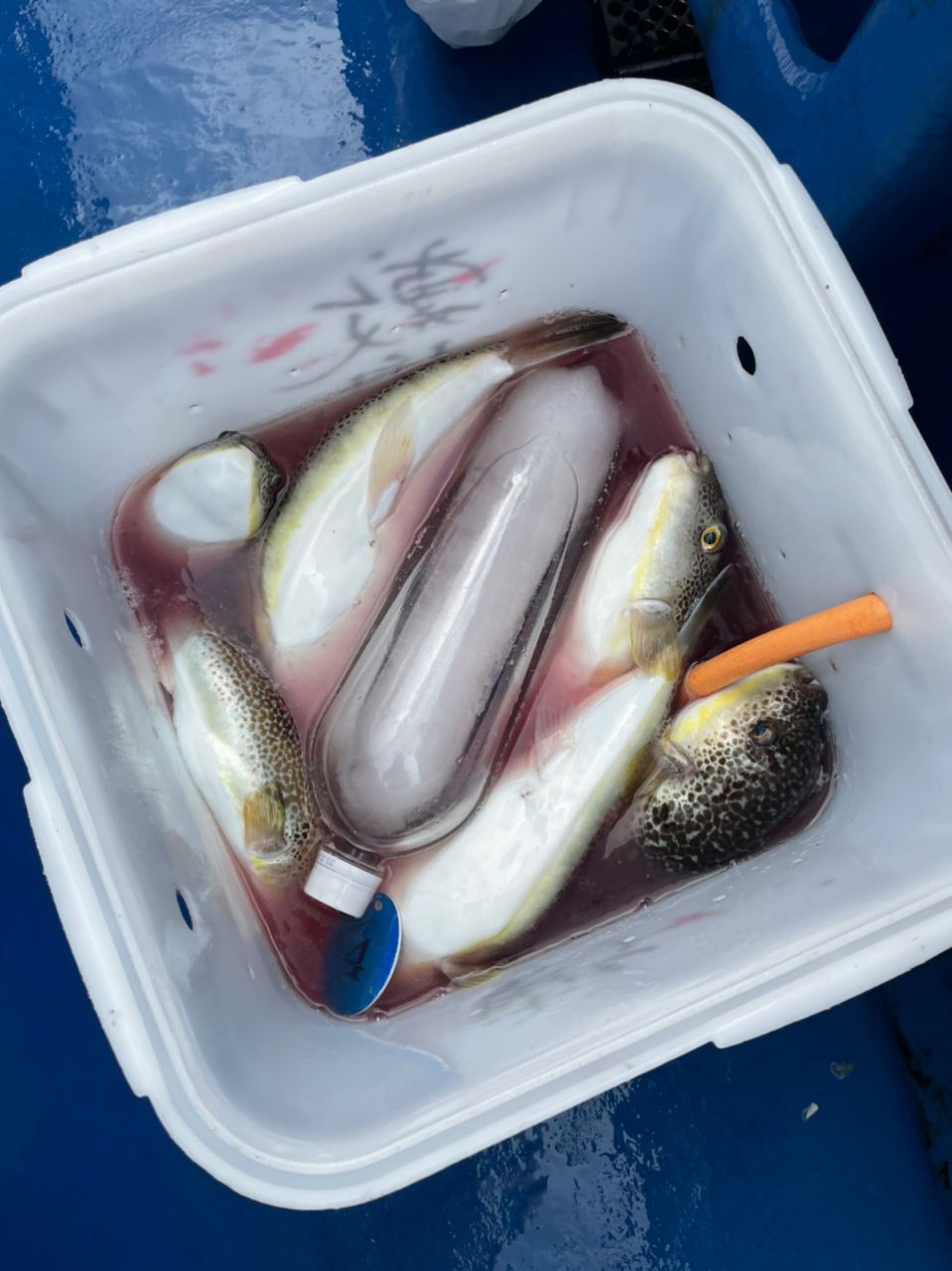 kouhe0110さんの釣果 2枚目の画像