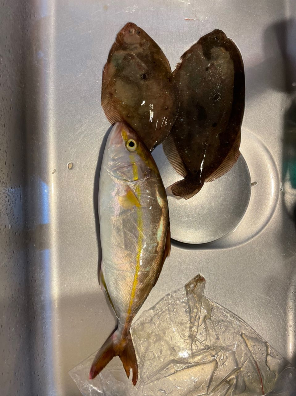 kouhe0110さんの釣果 3枚目の画像