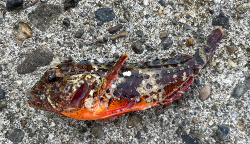 ハオコゼの釣果