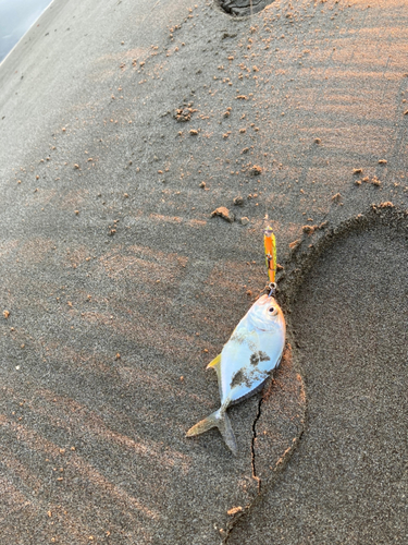 メッキの釣果