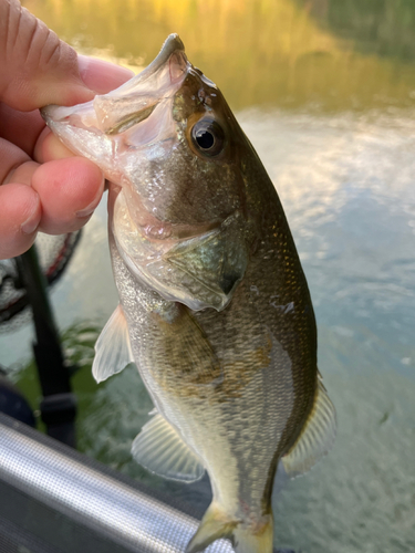 ラージマウスバスの釣果