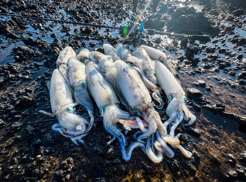 アオリイカの釣果