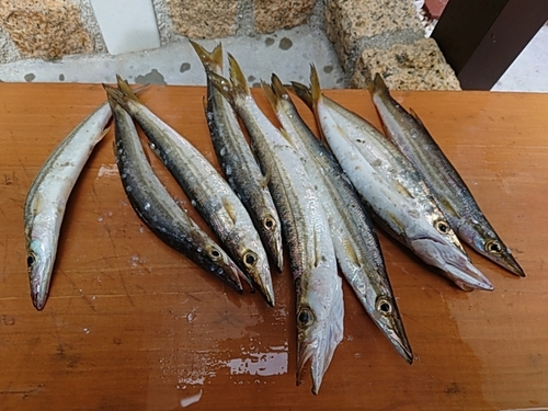 カマスの釣果