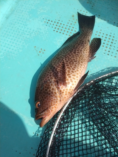 オオモンハタの釣果