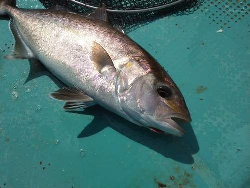 カンパチの釣果