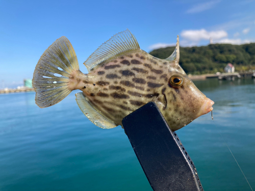 カワハギの釣果