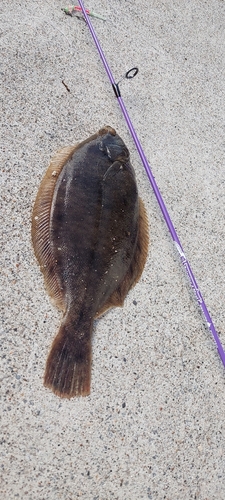 カレイの釣果