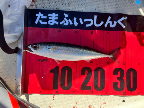 ゴマサバの釣果