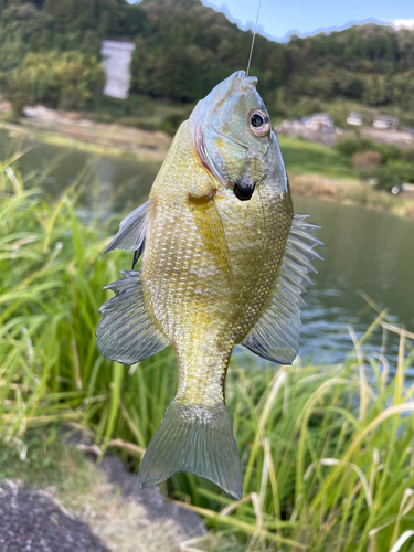 ブルーギルの釣果