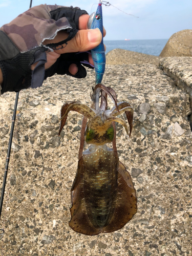 アオリイカの釣果