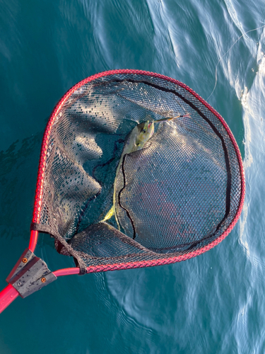 シイラの釣果