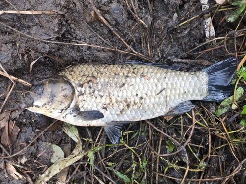 ヘラブナの釣果