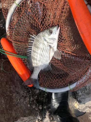 メイタの釣果