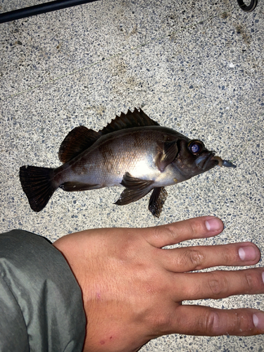 シロメバルの釣果