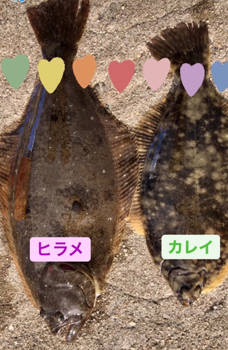 ヒラメの釣果