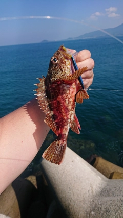 アラカブの釣果