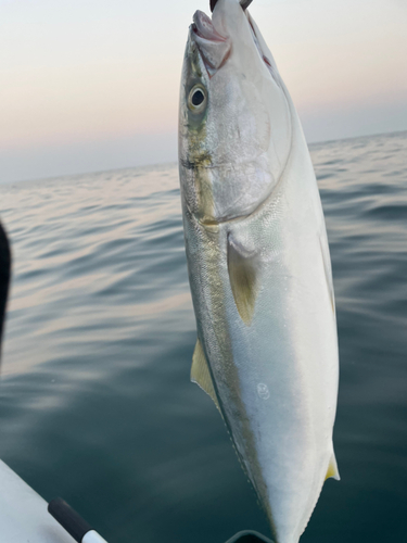 ヤズの釣果