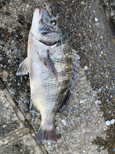 クロダイの釣果